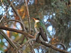 Chlorostilbon lucidus