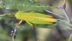 Floritettix aptera