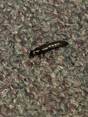Insecta