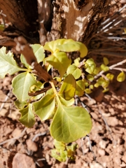 Fraxinus anomala