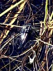 Microbatrachella capensis