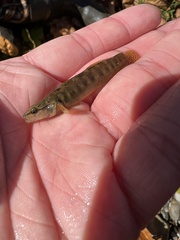Etheostoma flabellare