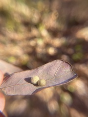 Acraspis pezomachoides