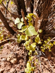 Fraxinus anomala
