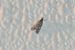 Eudonia heterosalis