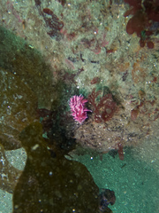 Okenia rosacea