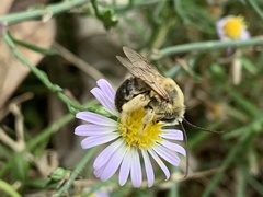 Melissodes dentiventris