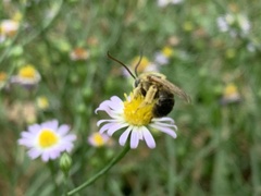 Melissodes dentiventris