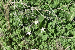 Jaborosa integrifolia