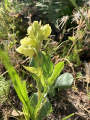 Pterygodium acutifolium