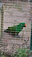 Eclectus roratus polychloros