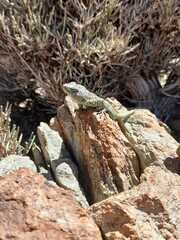 Liolaemus lorenzmuelleri