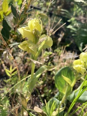 Pterygodium acutifolium
