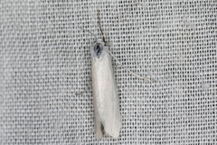 Tipanaea patulella