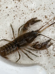 Cambarus