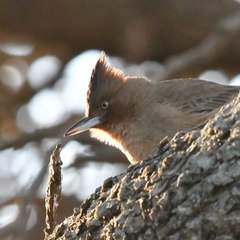 Pseudoseisura lophotes