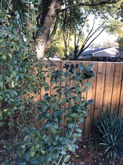 Ligustrum ovalifolium