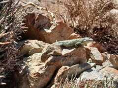 Liolaemus lorenzmuelleri