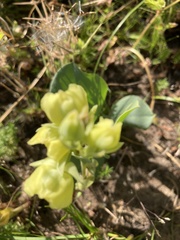 Pterygodium acutifolium