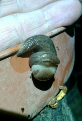 Ambigolimax valentianus