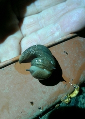 Ambigolimax valentianus