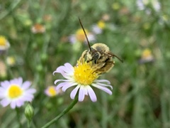 Melissodes dentiventris