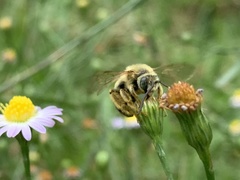 Melissodes dentiventris
