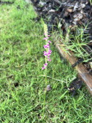 Spiranthes australis