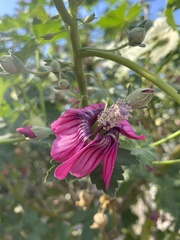 Malva assurgentiflora
