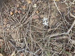 Wahlenbergia tenella