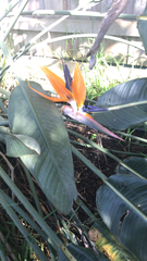 Strelitzia reginae