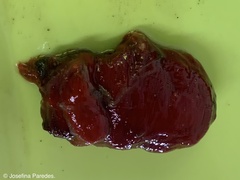 Pyura chilensis