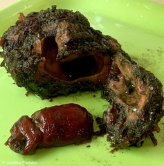 Pyura chilensis
