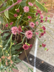 Eriogonum latifolium
