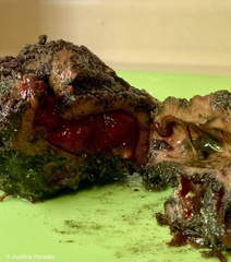 Pyura chilensis