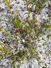 Indigofera sarmentosa