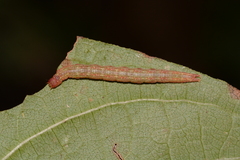 Ledaea perditalis