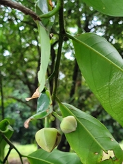 Annona montana
