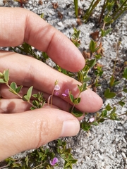 Indigofera sarmentosa