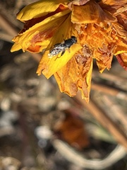 Eristalinae