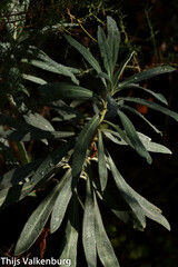 Euphorbia amygdaloides