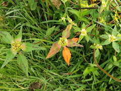 Euphorbia schiedeana