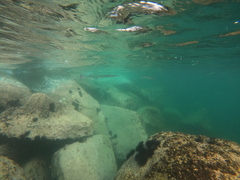 Tylosurus crocodilus fodiator