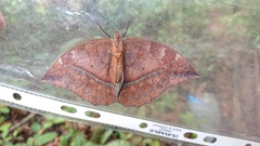 Taygetis mermeria
