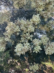 Acacia mearnsii