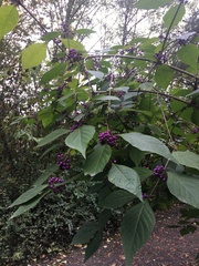 Callicarpa