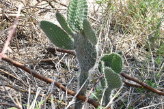Opuntia leucotricha