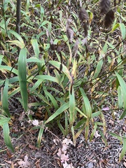 Chasmanthium latifolium
