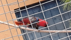 Eclectus roratus polychloros