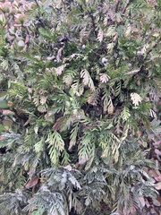 Euryops chrysanthemoides